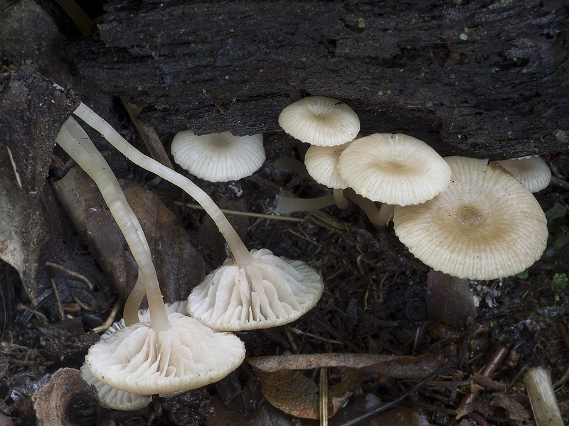 Entoloma politum